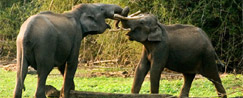Wayanad Wildlife Sanctuary